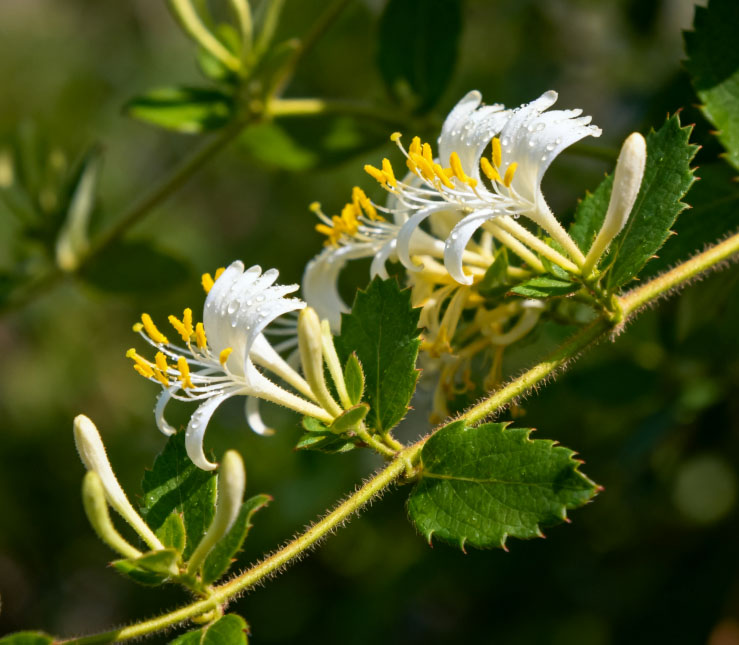王枫主任中药小课堂——一味金银花，润透整个秋