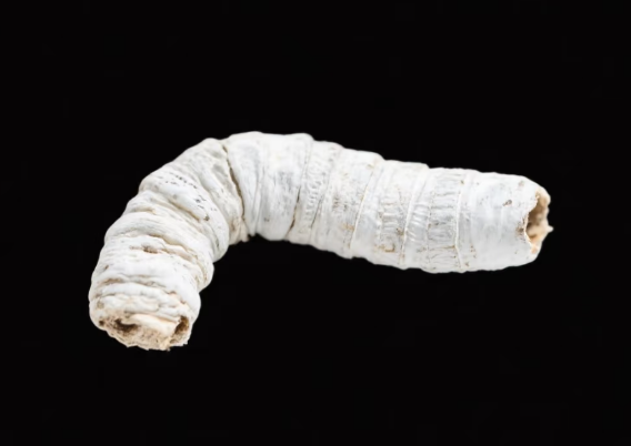 康都科普小课堂——黄褐斑常用中药系列第二讲：僵蚕