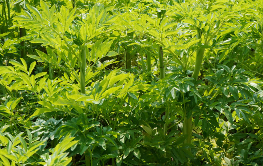 康都科普小课堂——黄褐斑常用中药系列第一讲：白芷