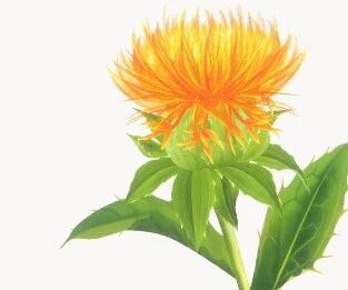 康都科普小课堂——黄褐斑常用中药系列第四讲：红花