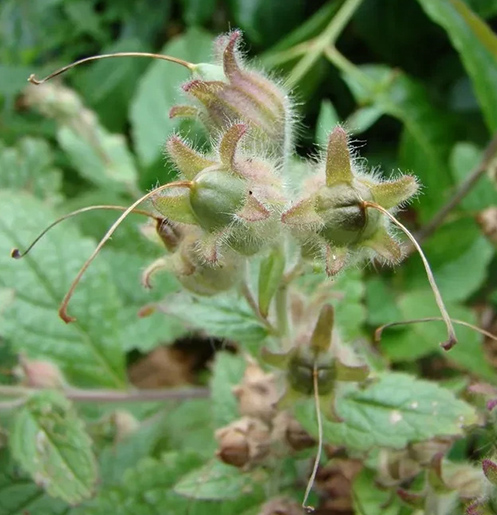 康都科普小课堂——亮肤常用中药系列第二讲：熟地黄