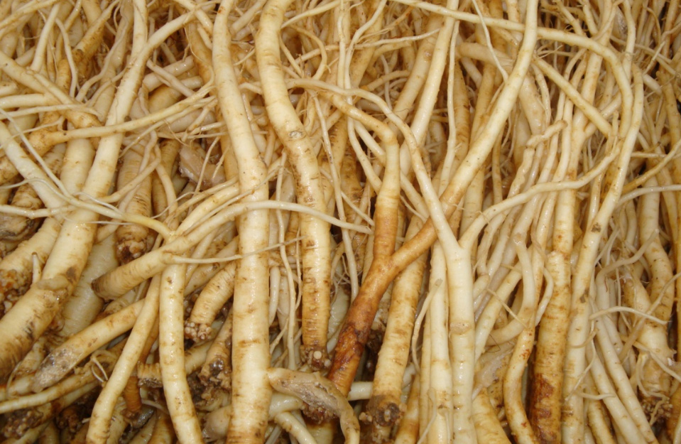 康都科普小课堂——亮肤常用中药系列第四讲：党参