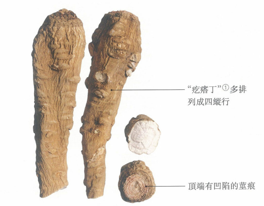 康都科普小课堂——黄褐斑常用中药系列第一讲：白芷