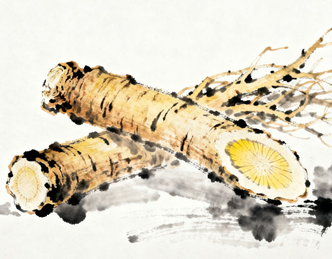 康都科普小课堂——亮肤常用中药系列第三讲：黄芪