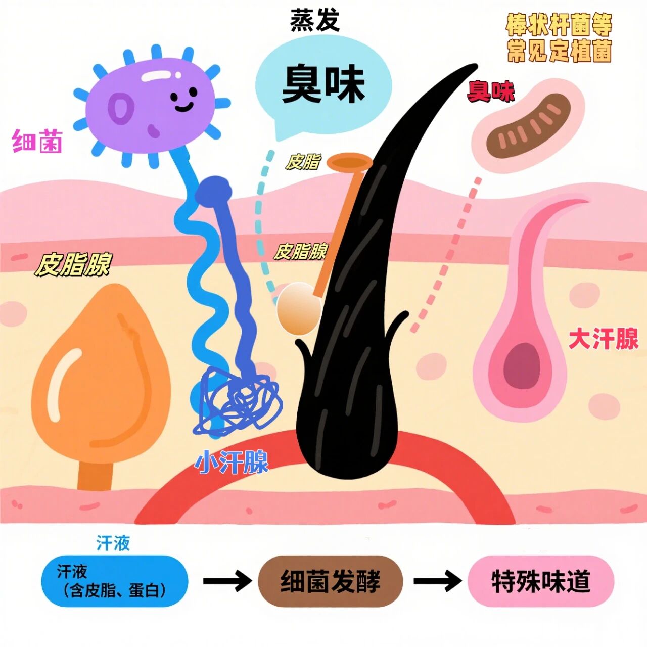 腋臭 | 和其他方法比，环钻有何优势？