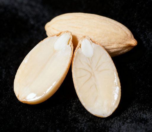 康都科普小课堂——黄褐斑常用中药系列第三讲：桃仁