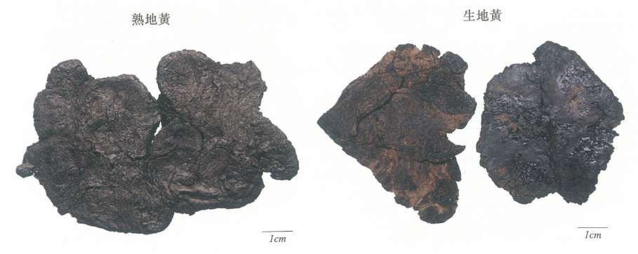 康都科普小课堂——亮肤常用中药系列第二讲：熟地黄