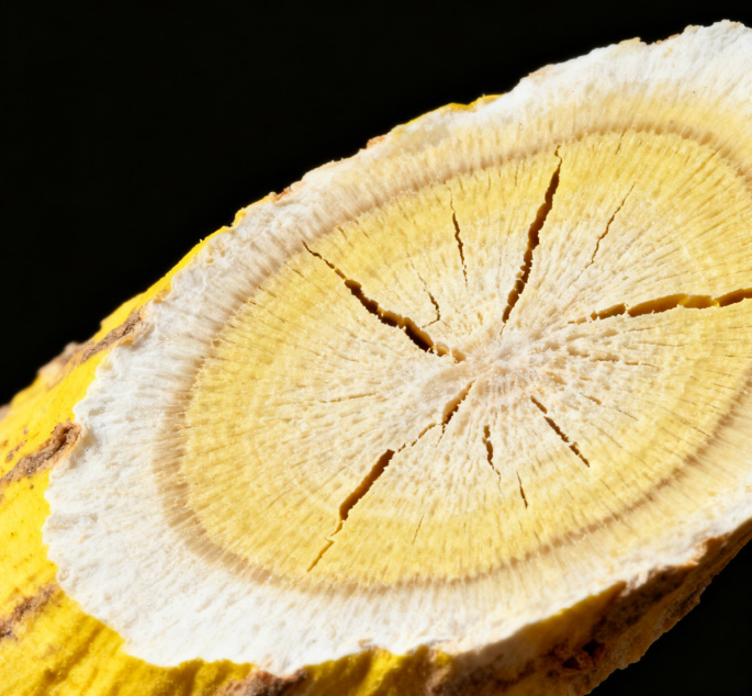 康都科普小课堂——亮肤常用中药系列第三讲：黄芪