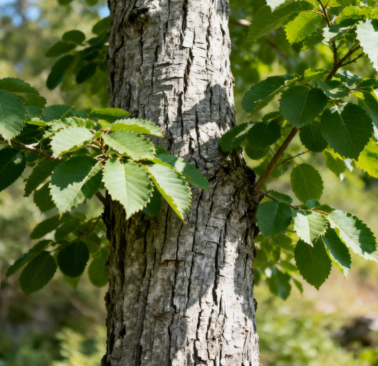 康都科普小课堂——亮肤常用中药系列第七讲：杜仲